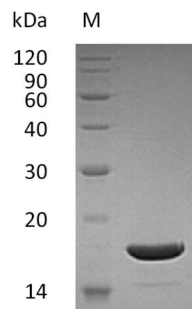 Greater than 95% as determined by SDS-PAGE.