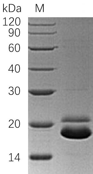 Greater than 95% as determined by SDS-PAGE.