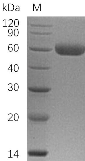 Greater than 95% as determined by SDS-PAGE.