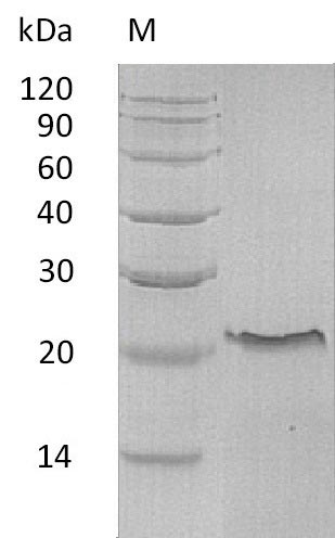 Greater than 95% as determined by SDS-PAGE.