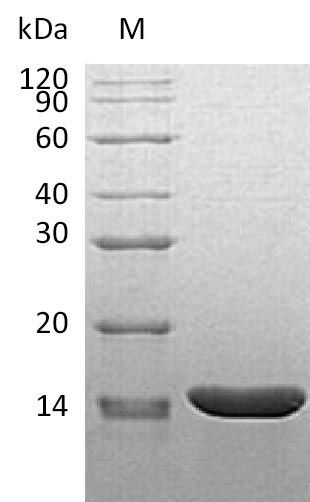 Greater than 95% as determined by SDS-PAGE.