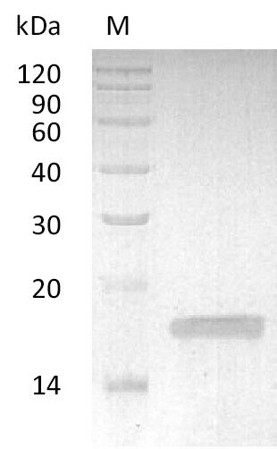 Greater than 95% as determined by SDS-PAGE.