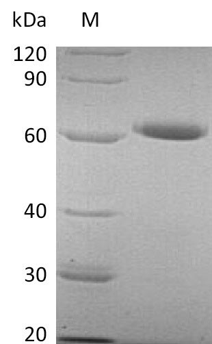 Greater than 90% as determined by SDS-PAGE.