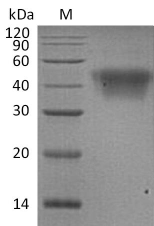 Greater than 95% as determined by SDS-PAGE.