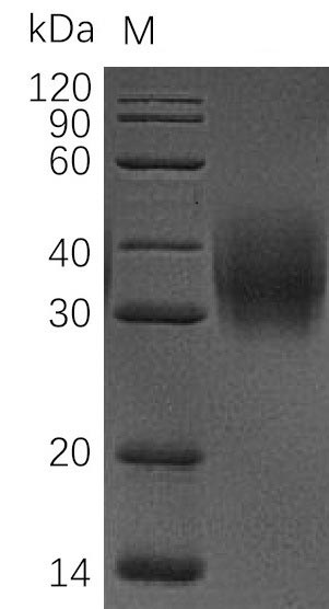 Greater than 95% as determined by SDS-PAGE.