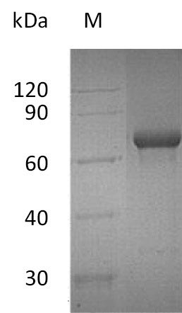 Greater than 90% as determined by SDS-PAGE.