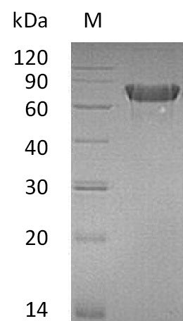 Greater than 95% as determined by SDS-PAGE.