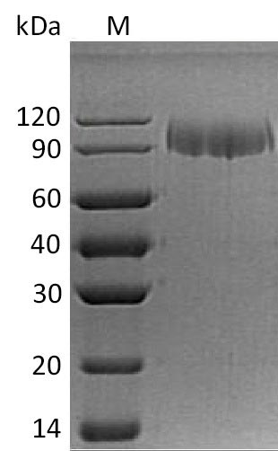 Greater than 90% as determined by SDS-PAGE.