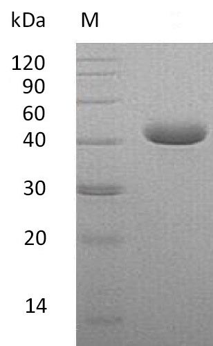 Greater than 95% as determined by SDS-PAGE.