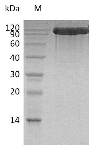 Greater than 95% as determined by SDS-PAGE.