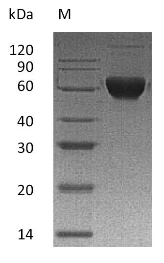 Greater than 95% as determined by SDS-PAGE.