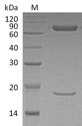 Greater than 95% as determined by SDS-PAGE.