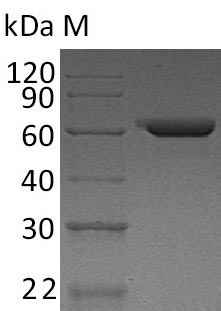 Greater than 95% as determined by SDS-PAGE.