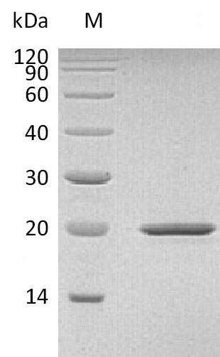 Greater than 95% as determined by SDS-PAGE.