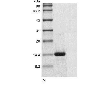 Greater than 95% as determined by SDS-PAGE.