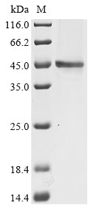 Greater than 90% as determined by SDS-PAGE.