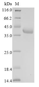 Greater than 90% as determined by SDS-PAGE.