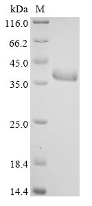 Greater than 90% as determined by SDS-PAGE.