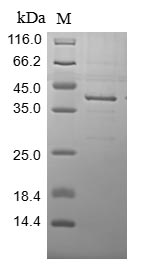 Greater than 85% as determined by SDS-PAGE.