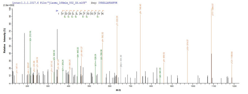 Based on the SEQUEST from database of Baculovirus host and target protein, the LC-MS/MS Analysis result of this product could indicate that this peptide derived from Baculovirus-expressed Streptococcus pyogenes serotype M1 apt.