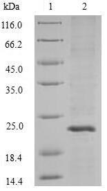 Greater than 90% as determined by SDS-PAGE.