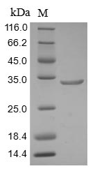 Greater than 85% as determined by SDS-PAGE.