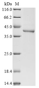 Greater than 85% as determined by SDS-PAGE.