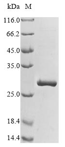 Greater than 85% as determined by SDS-PAGE.