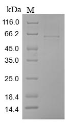 Greater than 85% as determined by SDS-PAGE.