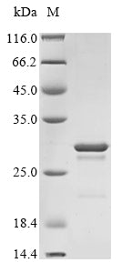 Greater than 85% as determined by SDS-PAGE.