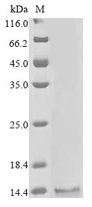 Greater than 85% as determined by SDS-PAGE.