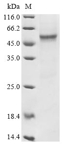 Greater than 85% as determined by SDS-PAGE.