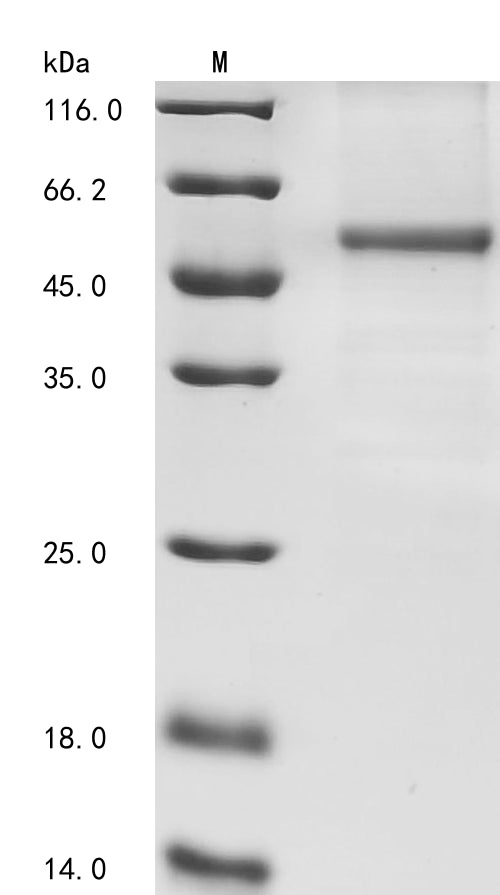 Greater than 85% as determined by SDS-PAGE.