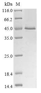 Greater than 85% as determined by SDS-PAGE.