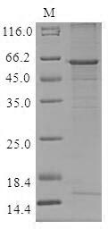 Greater than 85% as determined by SDS-PAGE.