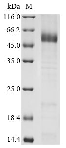 Greater than 85% as determined by SDS-PAGE.