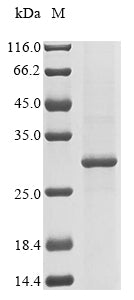 Greater than 85% as determined by SDS-PAGE.