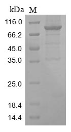 Greater than 85% as determined by SDS-PAGE.