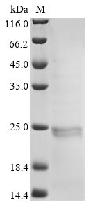 Greater than 90% as determined by SDS-PAGE.