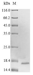 Greater than 85% as determined by SDS-PAGE.