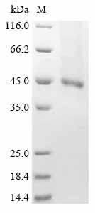 Greater than 85% as determined by SDS-PAGE.