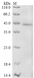 Greater than 90% as determined by SDS-PAGE.