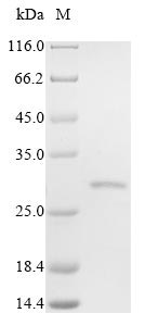 Greater than 85% as determined by SDS-PAGE.