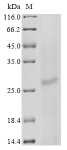 Greater than 85% as determined by SDS-PAGE.