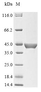 Greater than 85% as determined by SDS-PAGE.