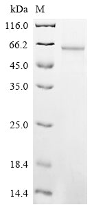 Greater than 90% as determined by SDS-PAGE.