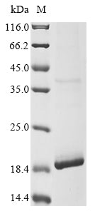 Greater than 85% as determined by SDS-PAGE.