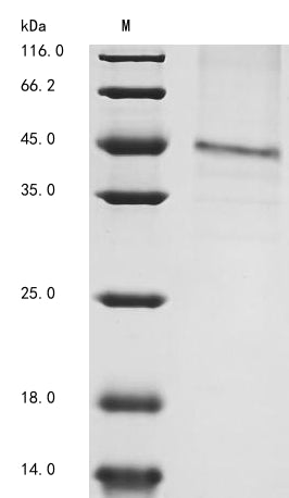 Greater than 85% as determined by SDS-PAGE.