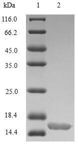 Greater than 85% as determined by SDS-PAGE.