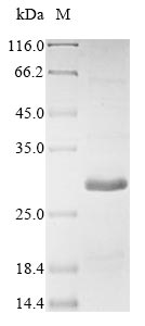 Greater than 85% as determined by SDS-PAGE.